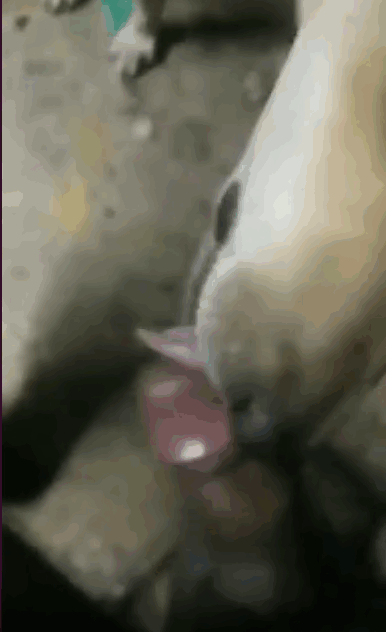 男人的鸡巴被一只肮脏的狗狗舔着 海报