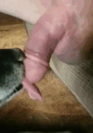 独自自慰的强烈时刻，狗在舔他 海报
