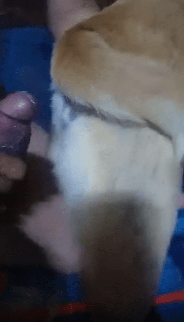 兴奋的男人享受与毛茸茸的狗一起大声变态 海报