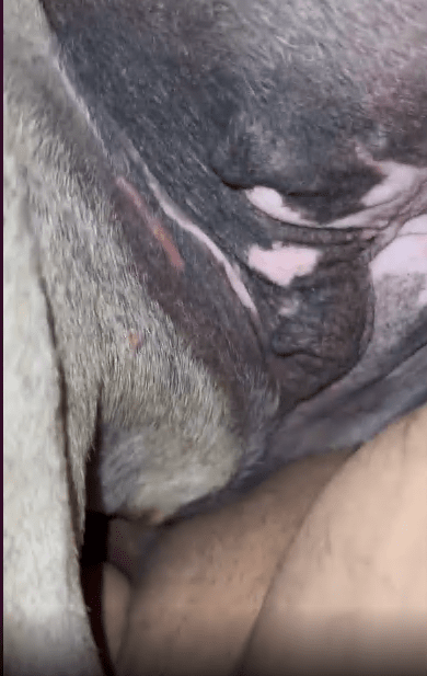 裸体男人将整个阴茎插入动物紧致的阴道 海报