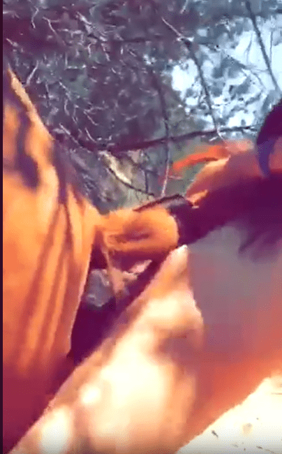 兴奋的男人尝试以简单的与马进行户外性爱 海报