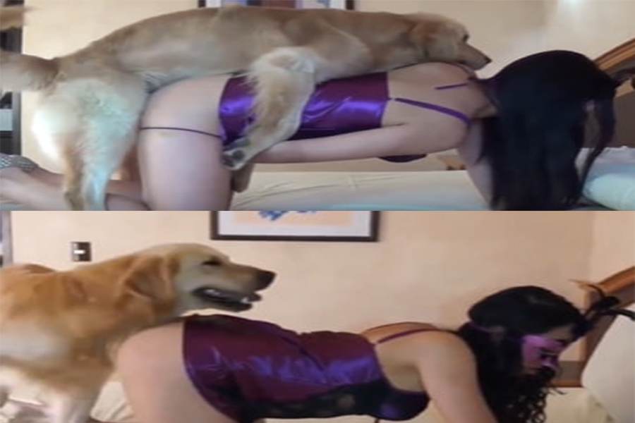人兽军犬大金毛的姿势真标准 海报