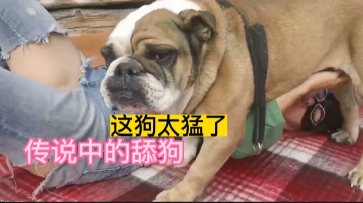 传说中的舔狗这狗也太猛了吧 海报