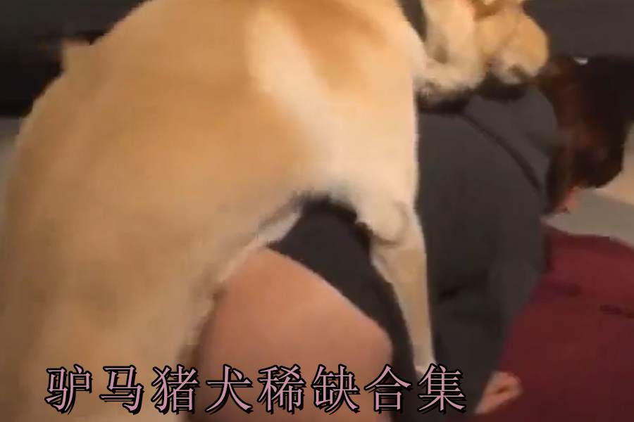 驴马猪犬稀缺合集 海报
